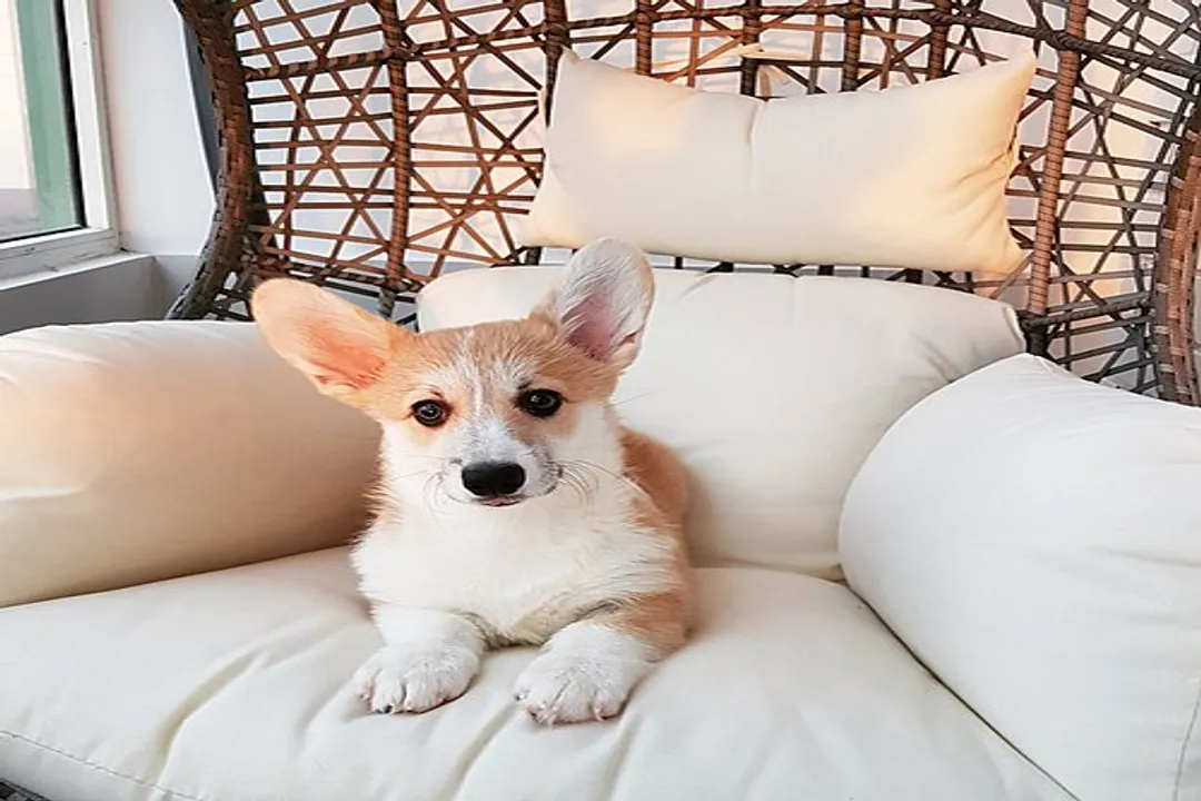 Welsh Corgi Evolution, Welsh Roots