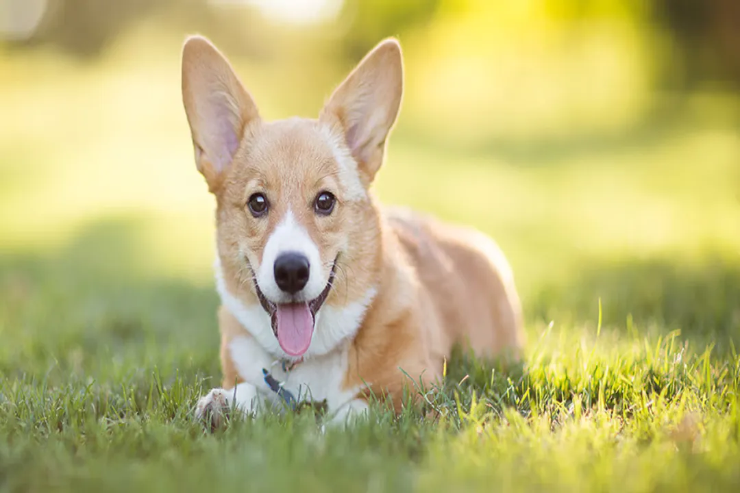 Welsh Corgi Facts, Two Breeds