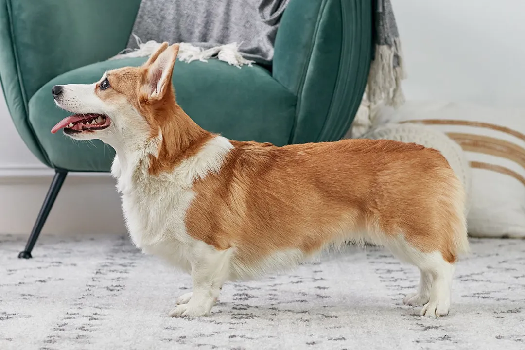 Welsh Corgi Physical Characteristics