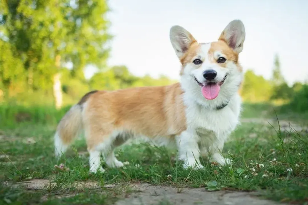 Welsh Corgi Physical Characteristics, Coat Texture And Color