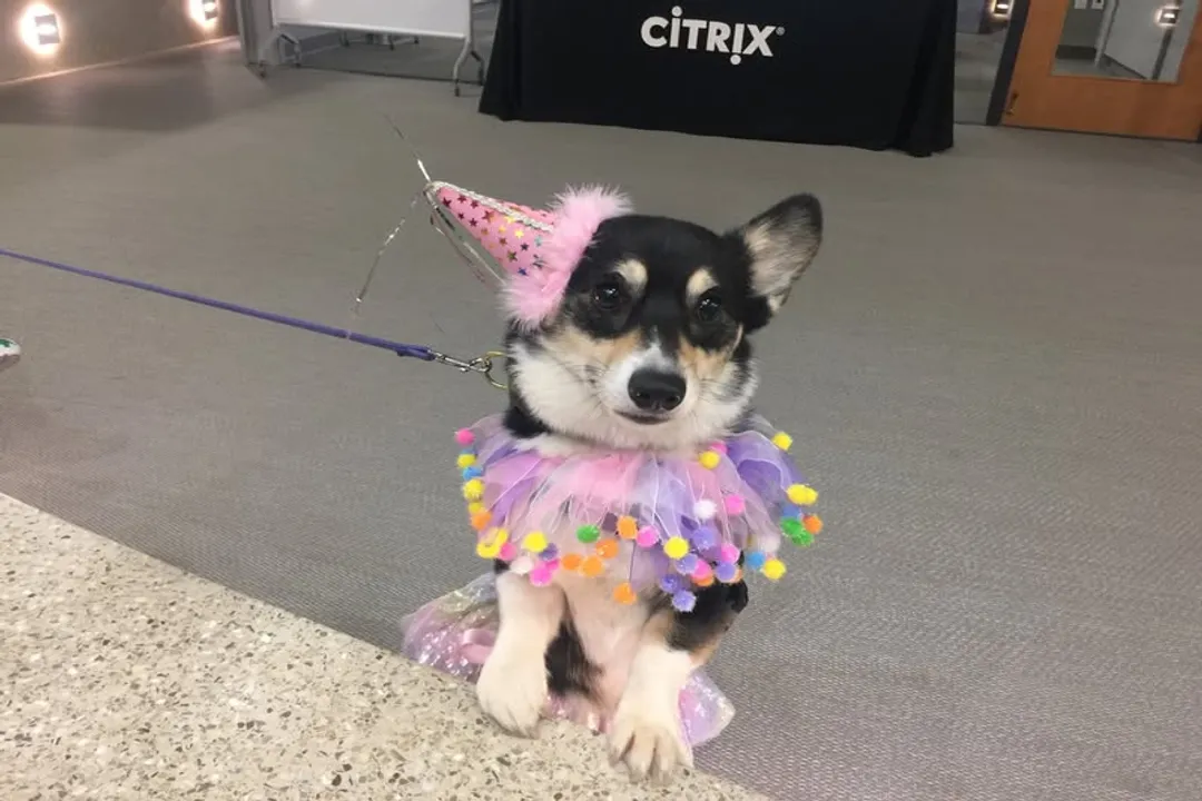 Welsh Corgi Physical Characteristics, Head Shape