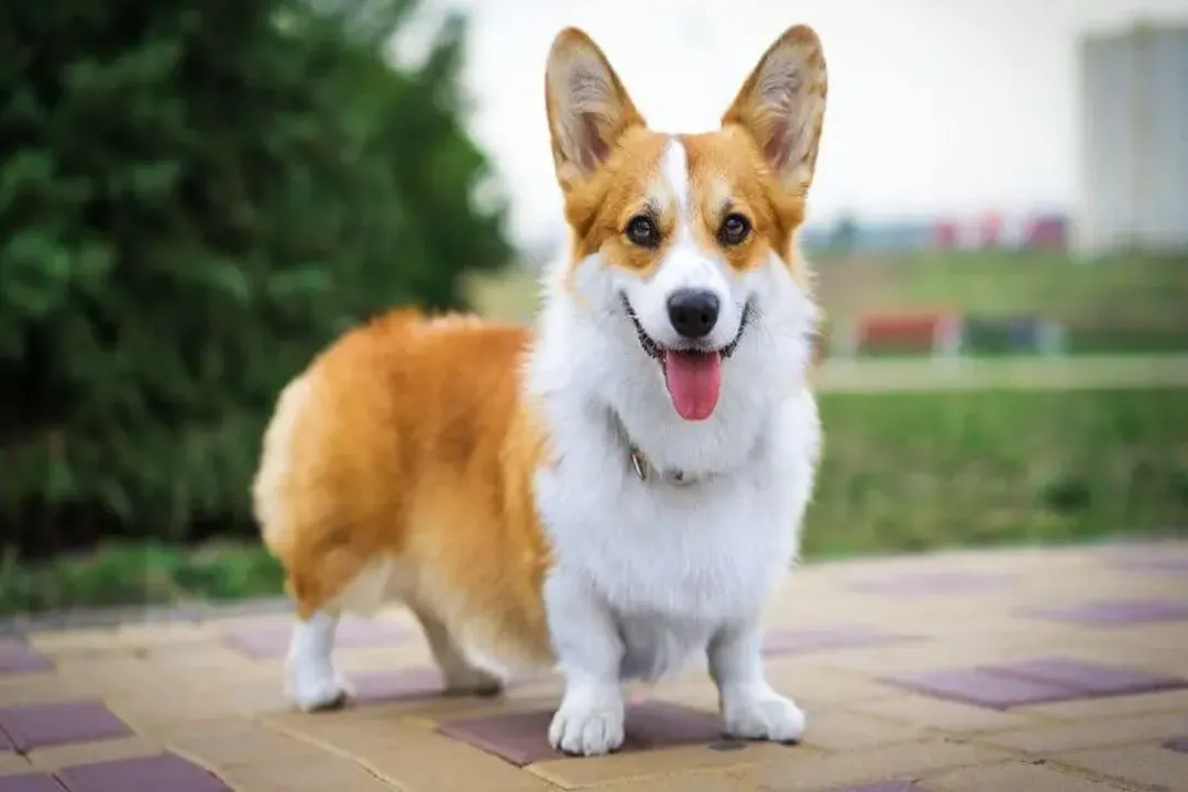 Welsh Corgi Physical Characteristics, Stature And Build