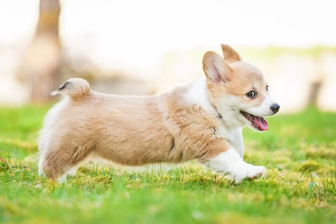 Welsh Corgi Scientific Classification, Two Breeds