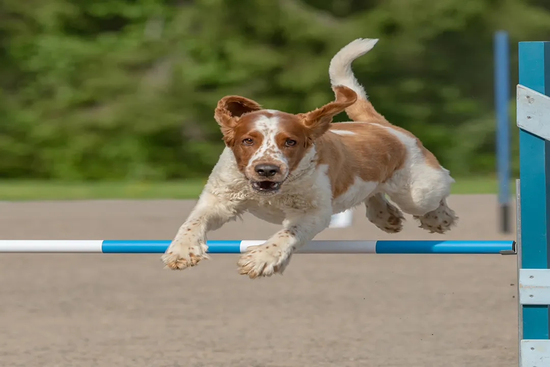 Welsh Springer Spaniel Diet, Puppy Growth
