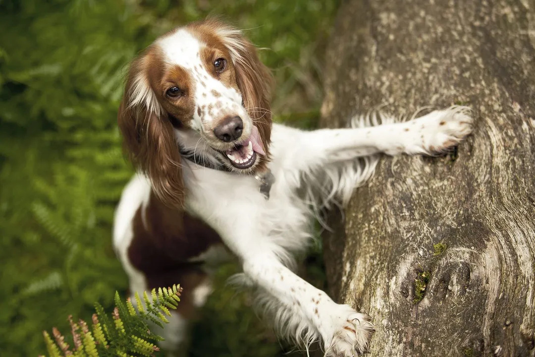 Welsh Springer Spaniel Diet, Adult Maintenance