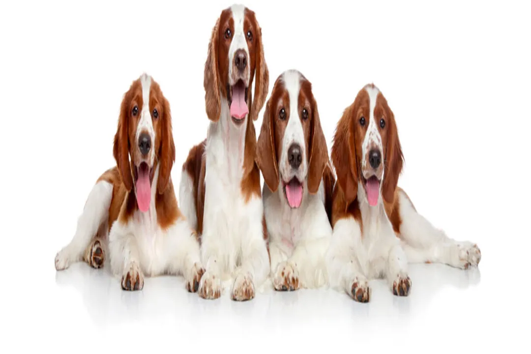 Welsh Springer Spaniel Evolution, Deep Roots