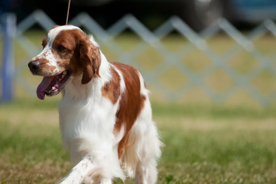 Welsh Springer Spaniel Facts, Dog Temperament