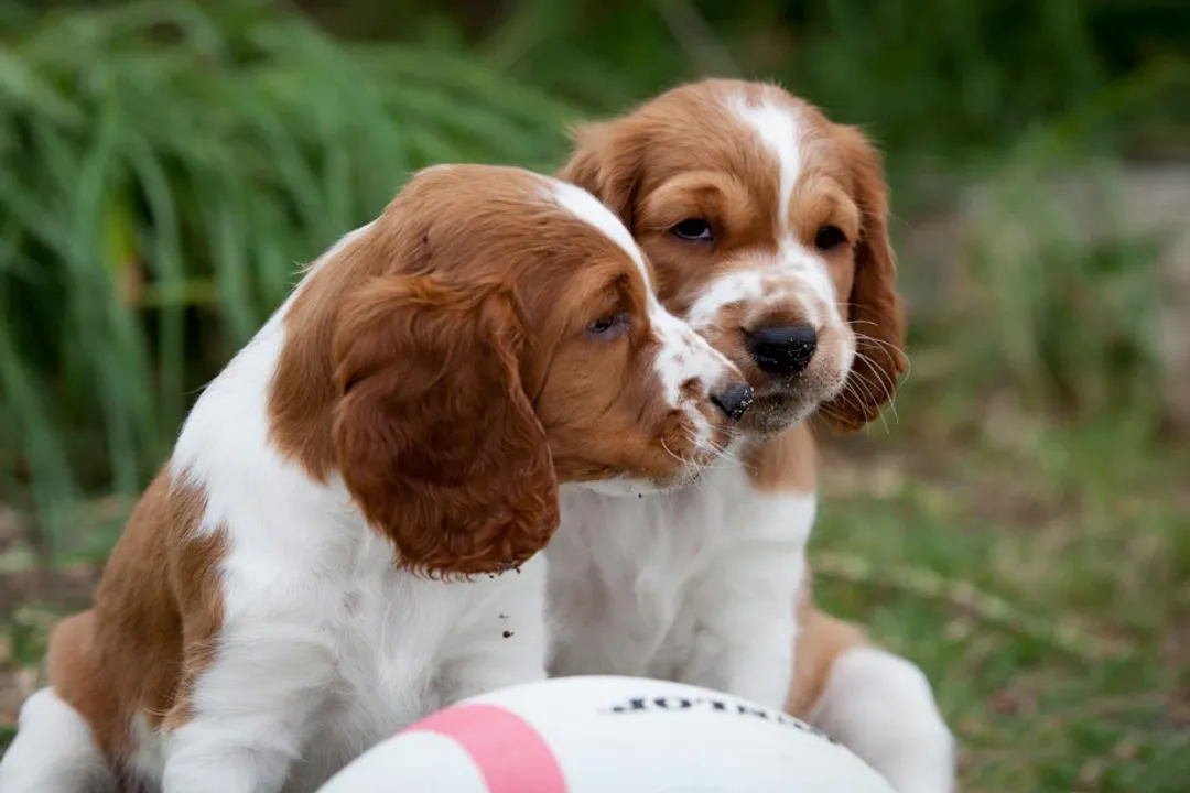 Welsh Springer Spaniel Locations, Club Authority