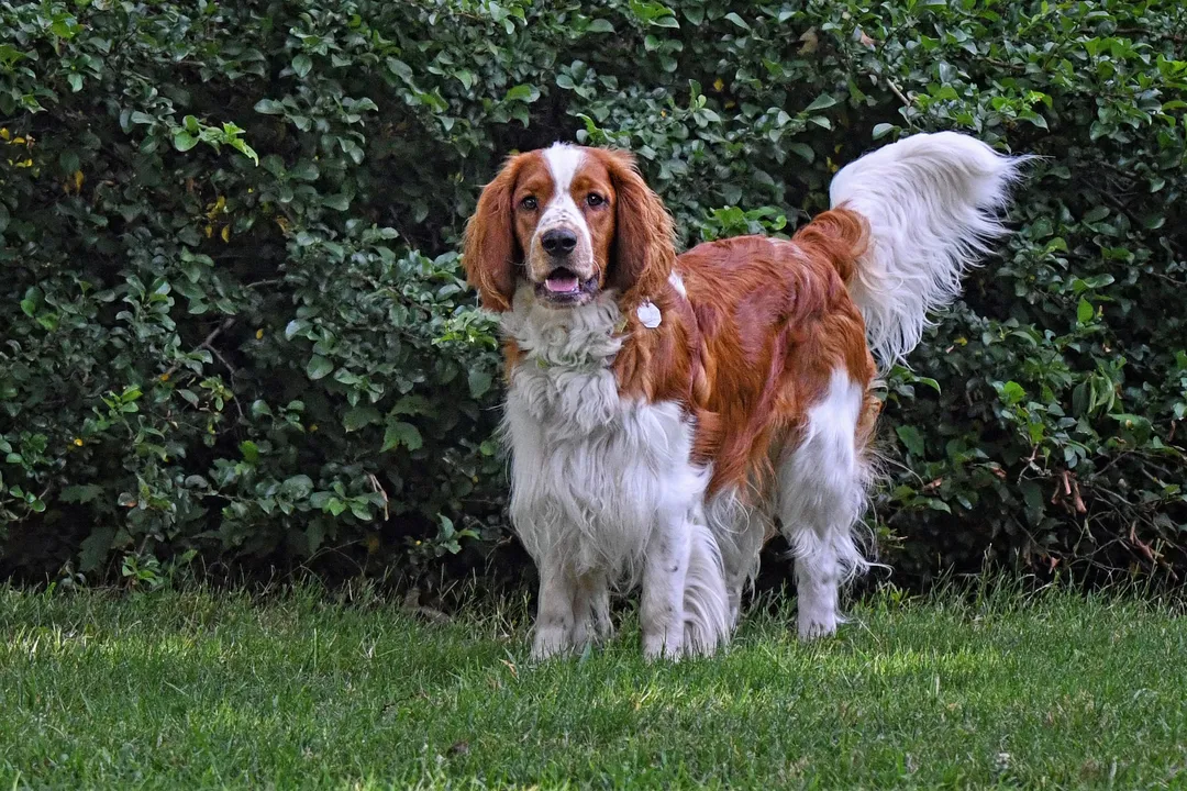 Welsh Springer Spaniel Locations, Geographical Focus