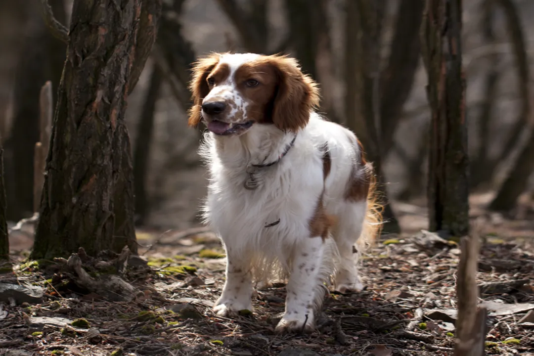 Welsh Springer Spaniel Locations, General Listings
