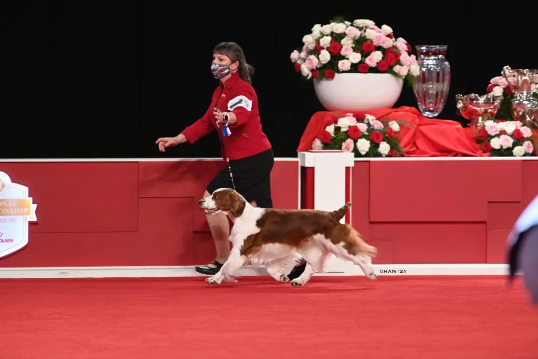 Welsh Springer Spaniel Locations