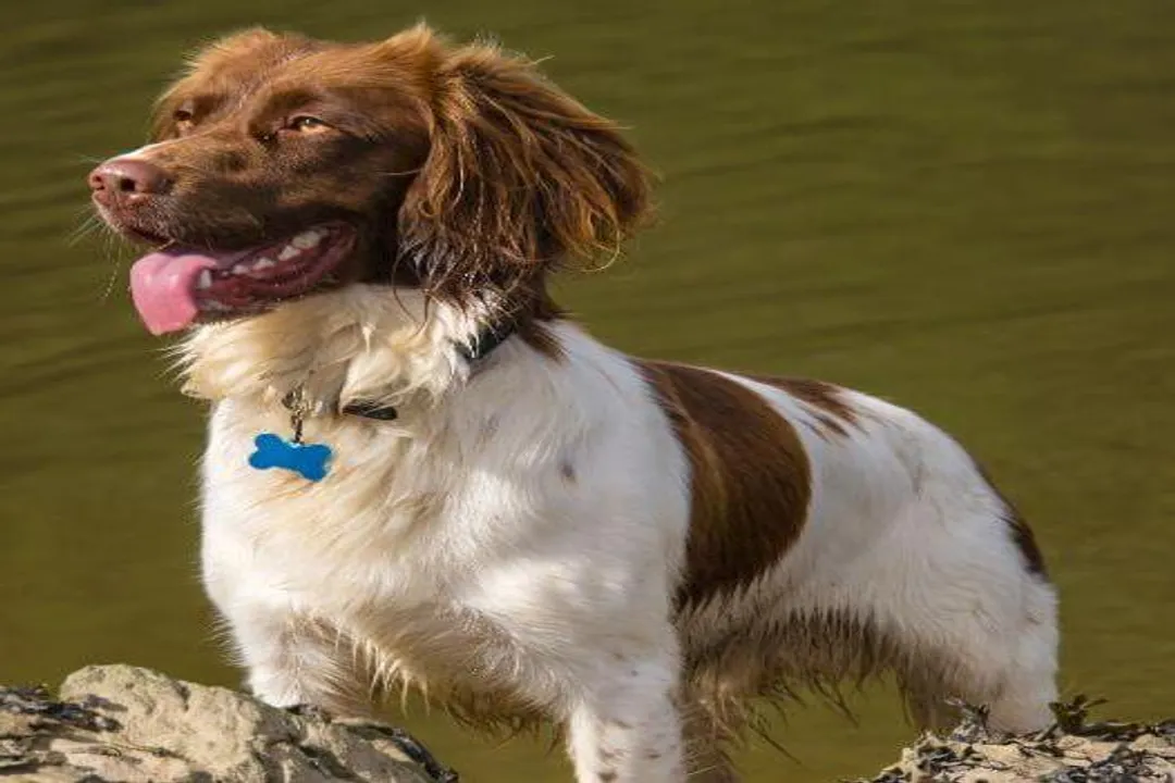 Welsh Springer Spaniel Physical Characteristics, Distinctive Coloration