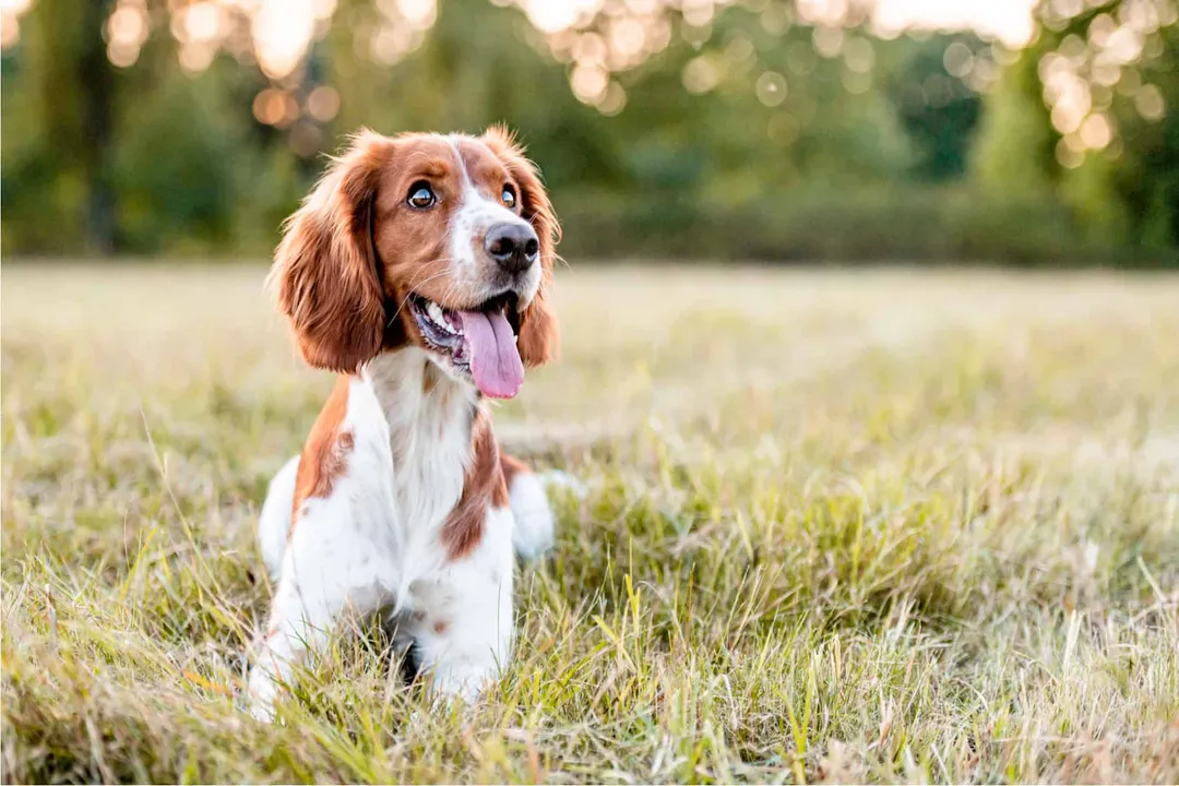 Welsh Springer Spaniel Scientific Classification, Taxonomic Rank