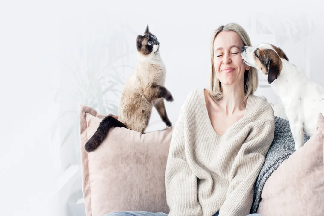 Welsh Springer Spaniel Scientific Classification, Breed Grouping