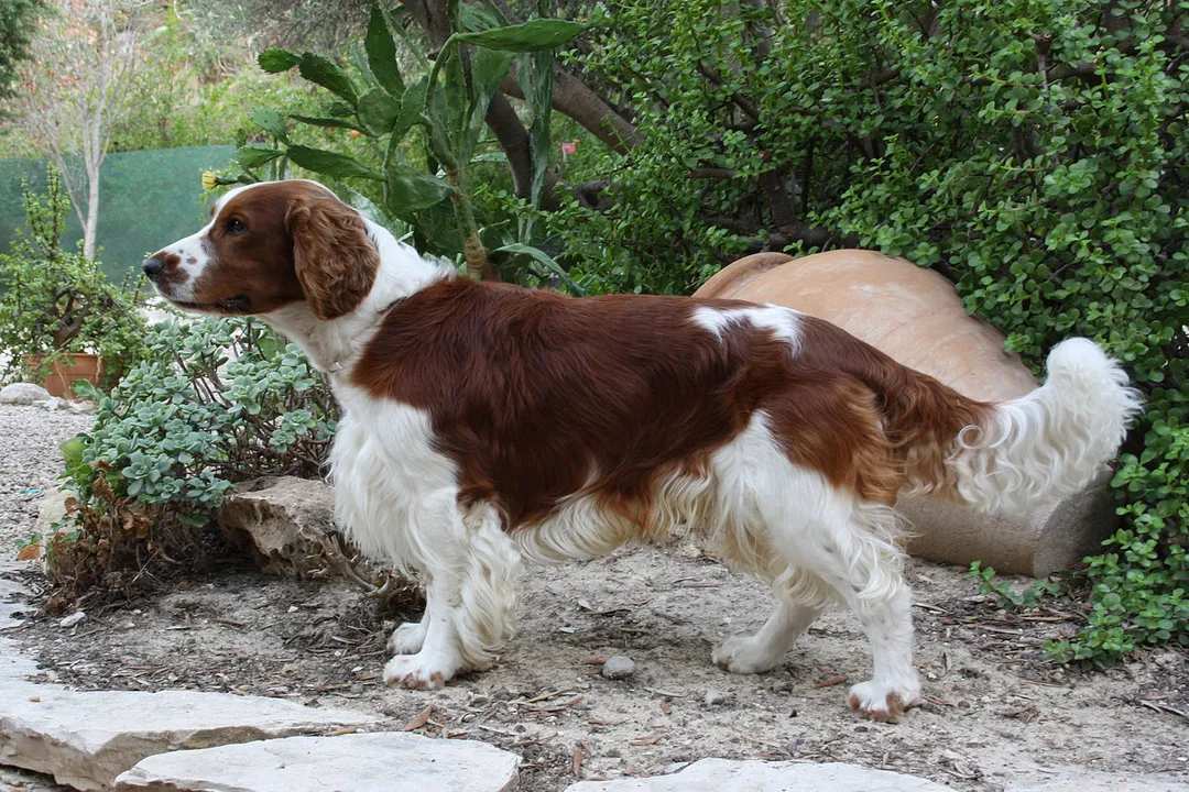 Welsh Springer Spaniel Scientific Classification, Standard Structure