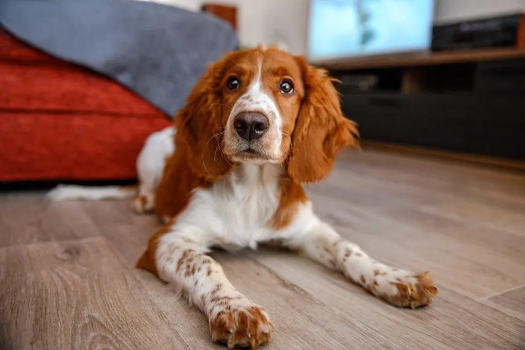 Welsh Springer Spaniel Scientific Classification, Canine Kinship