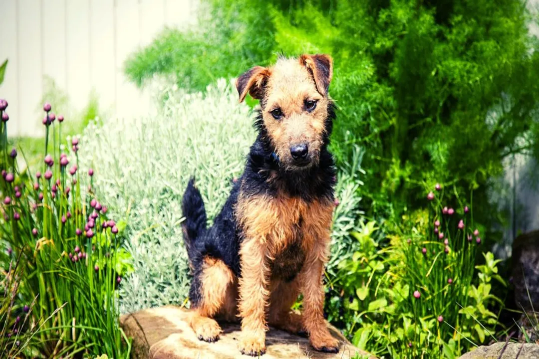 Welsh Terrier Evolution, Ancient Stock