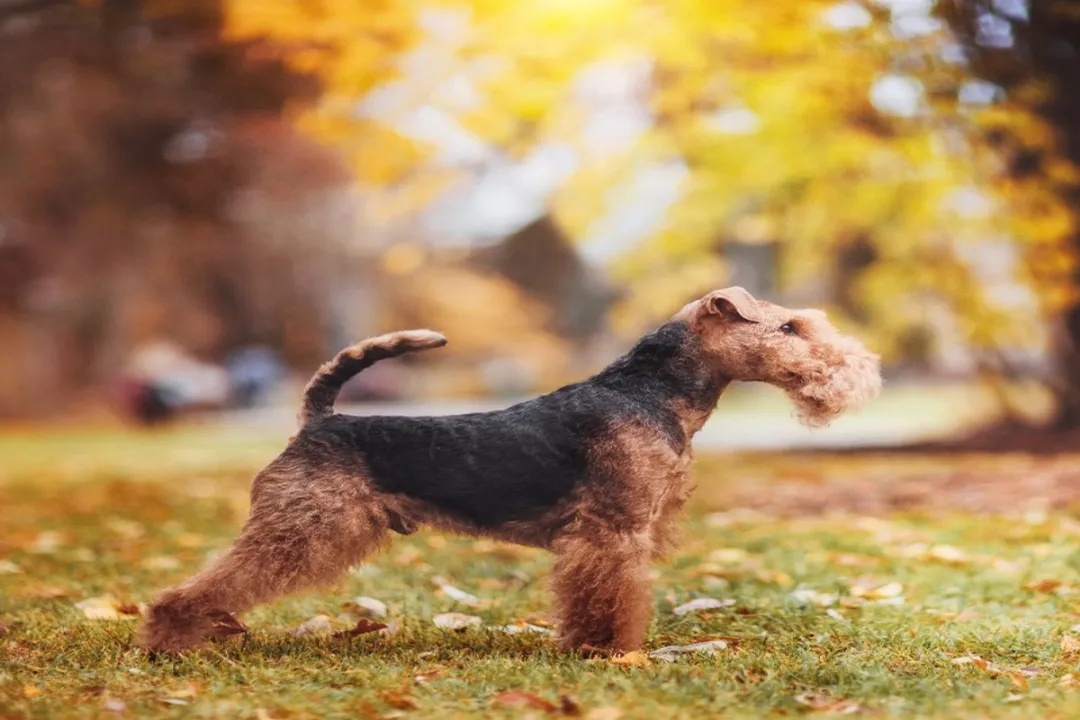 Welsh Terrier Evolution, Near Extinction and Revival