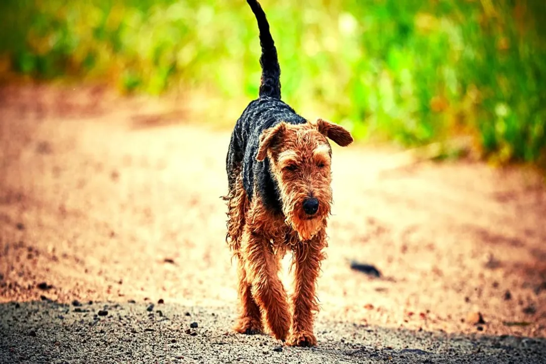 Welsh Terrier Evolution, Development and Standards