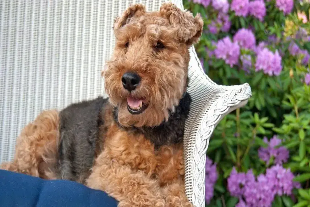 Welsh Terrier Facts, Temperament Traits