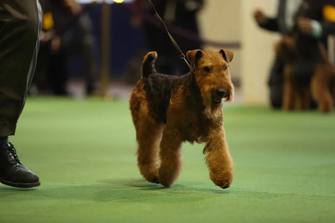 Welsh Terrier Facts, Health and Longevity