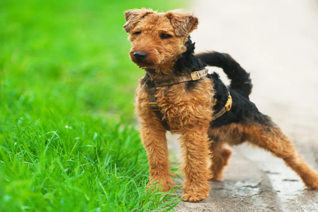 Welsh Terrier Locations, Breeder Directories