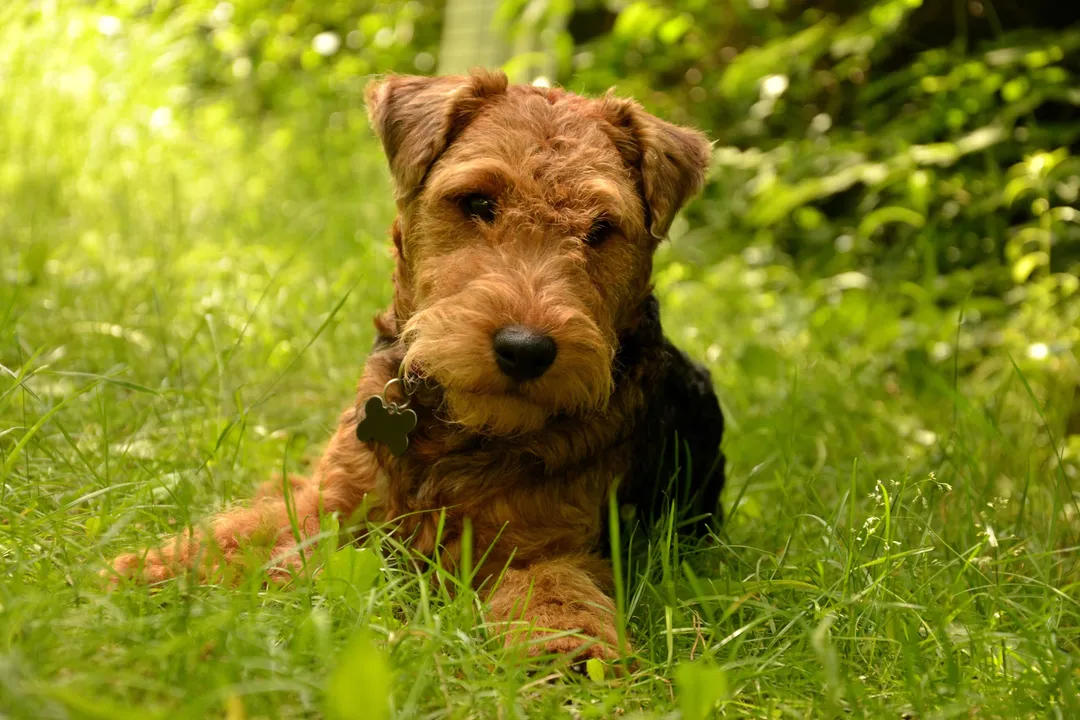 Welsh Terrier Locations, Synthesizing Search Strategies