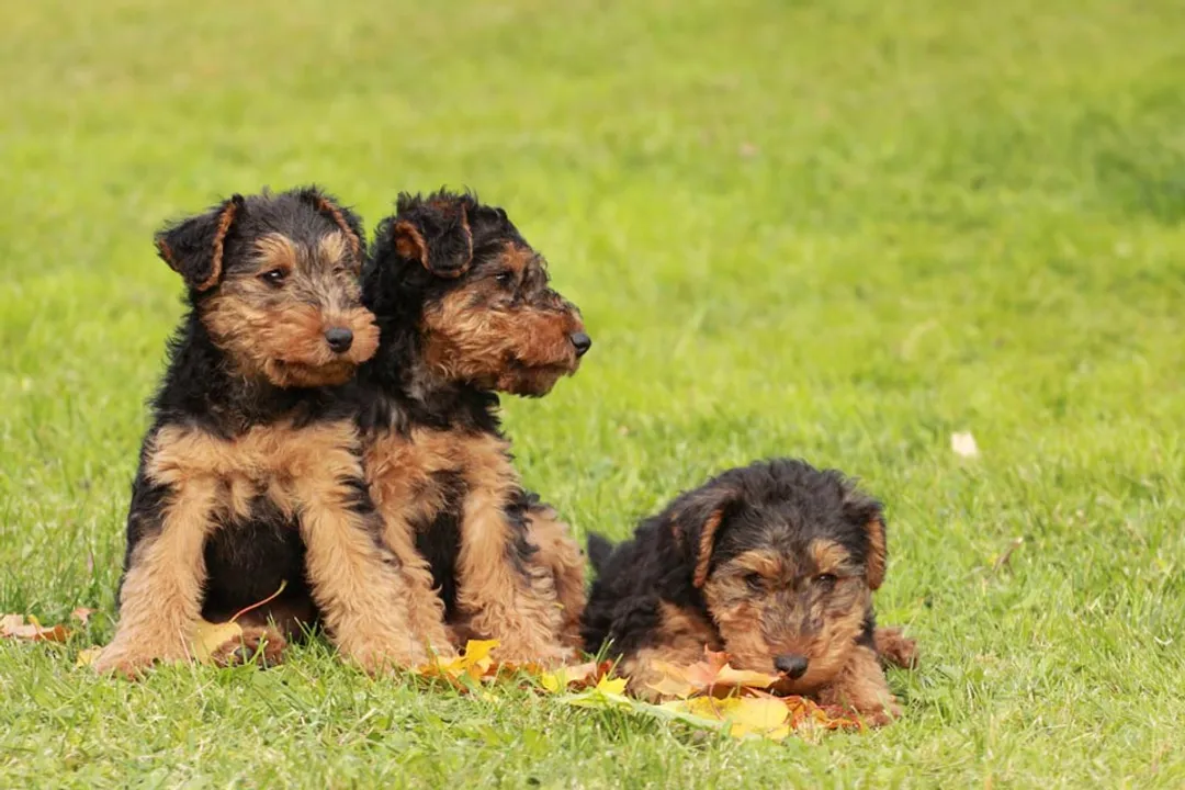 Welsh Terrier Locations, Adoption Avenues