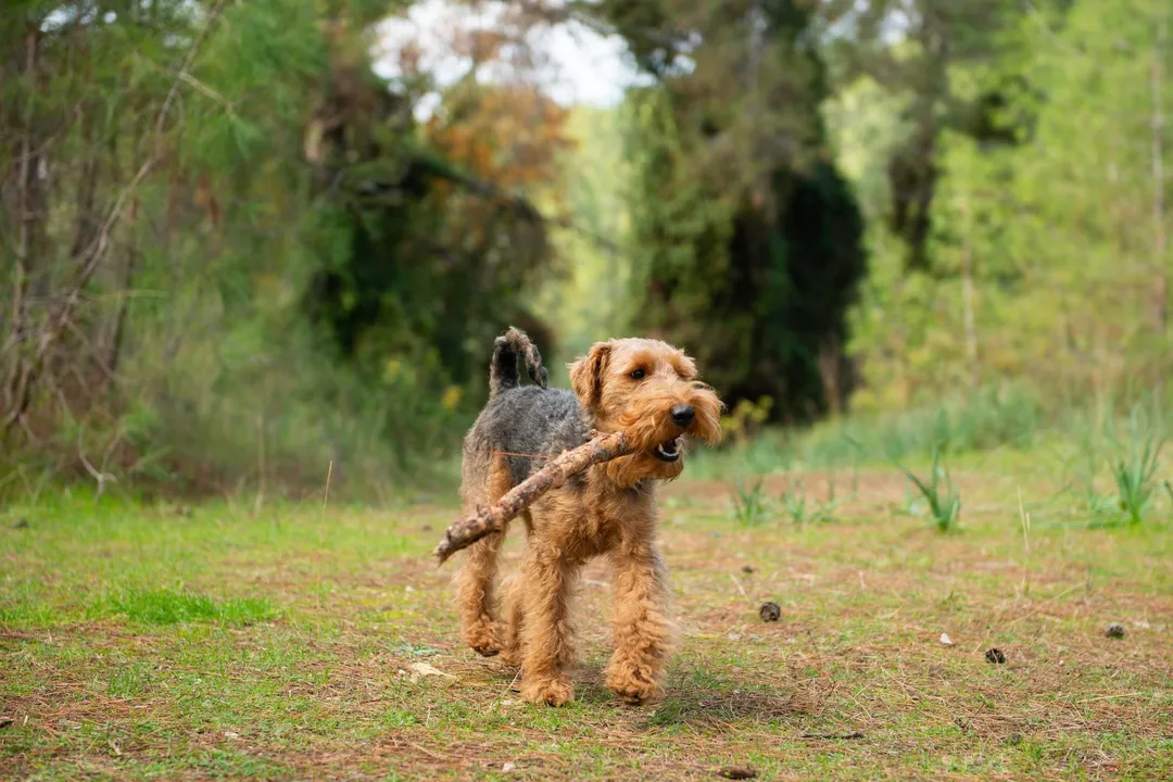 Welsh Terrier Physical Characteristics, Ears Eyes Tail