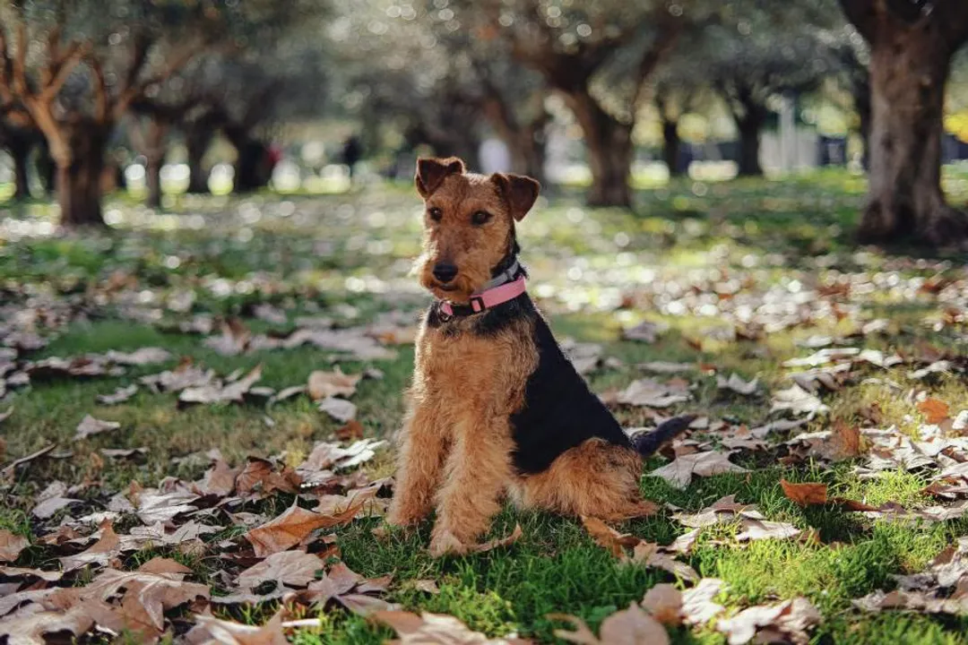 Welsh Terrier Physical Characteristics, Head Features