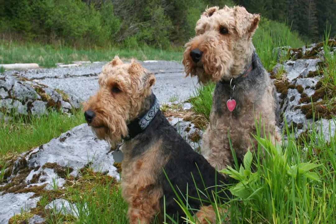 Welsh Terrier Scientific Classification, Canine Taxonomy
