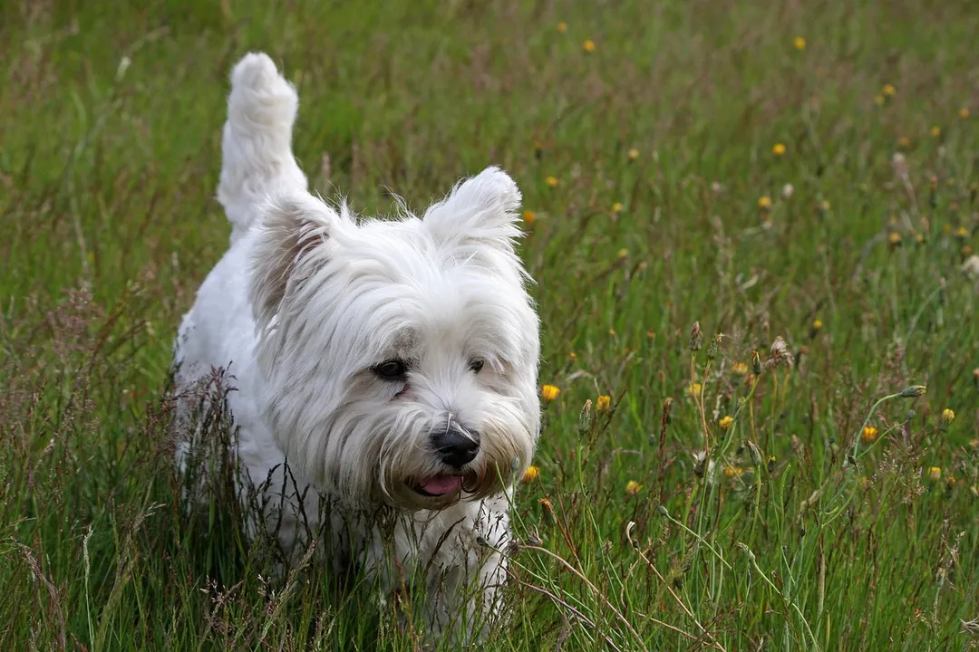 West Highland Terrier Diet, Exploring Raw Feeding