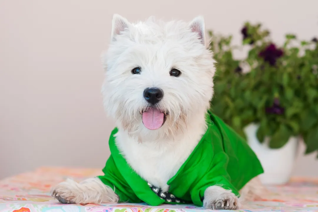 West Highland Terrier Diet, Evaluating Commercial Food