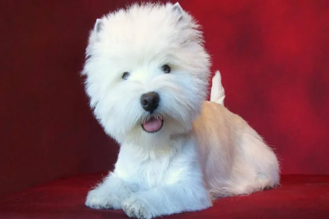 West Highland Terrier Evolution, Scottish Origins