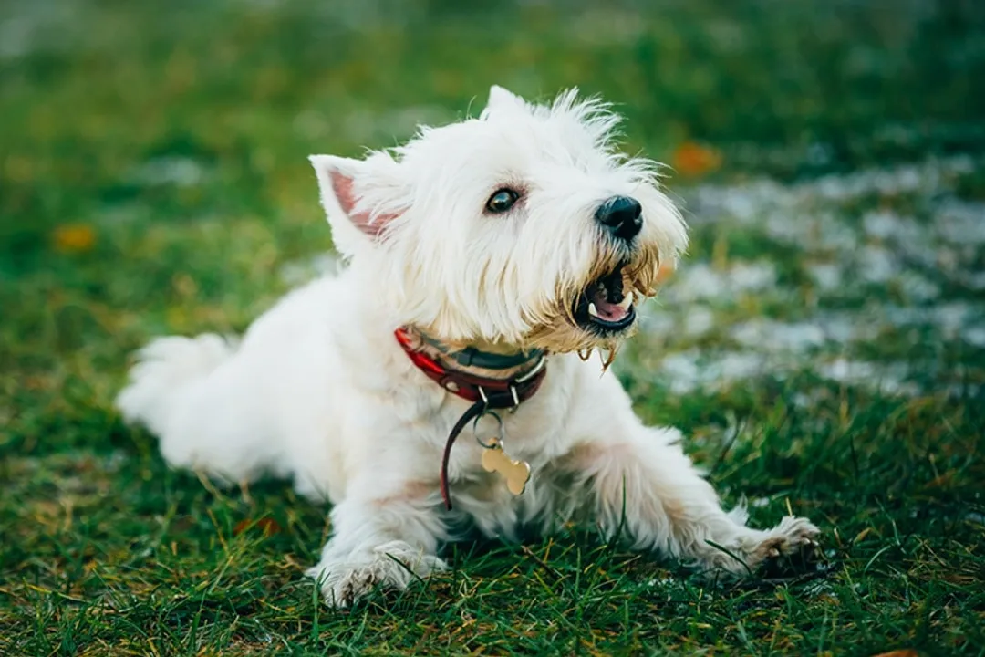West Highland Terrier Facts, Physical Traits
