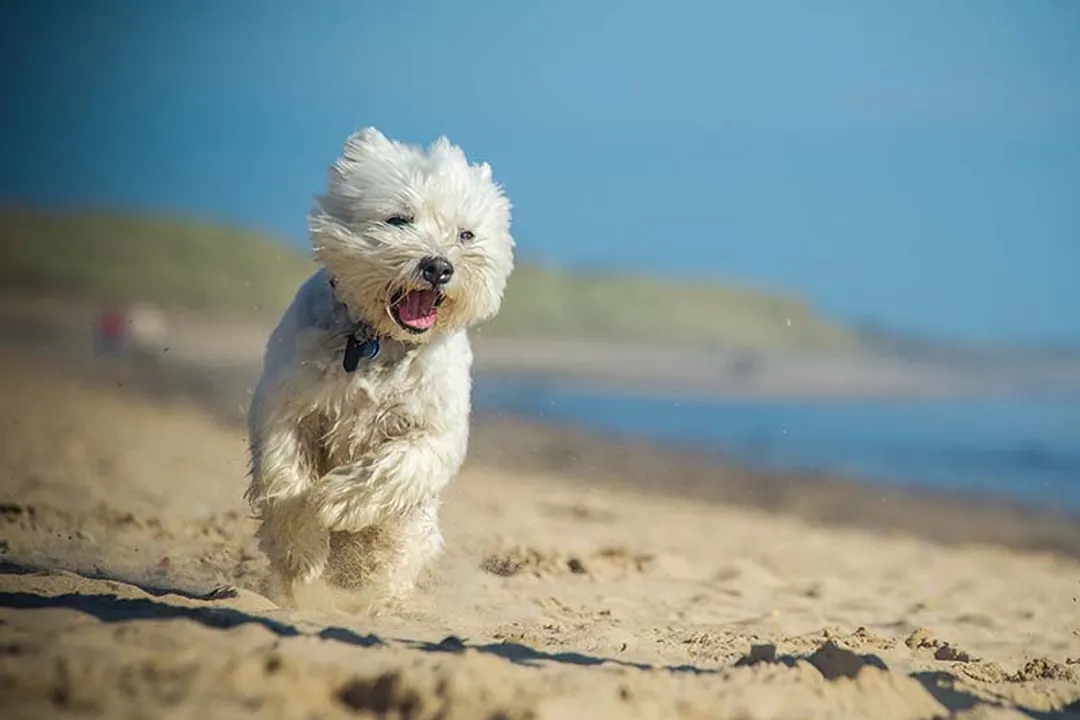 West Highland Terrier Facts, Core Temperament