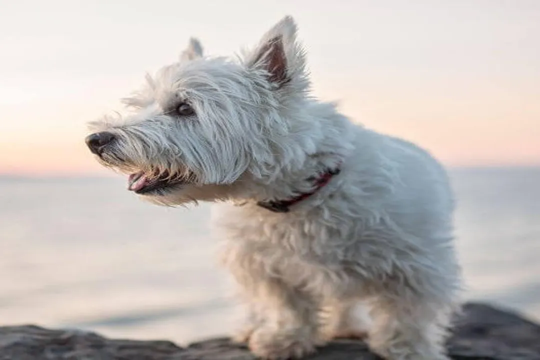 West Highland Terrier Physical Characteristics, Coat Texture