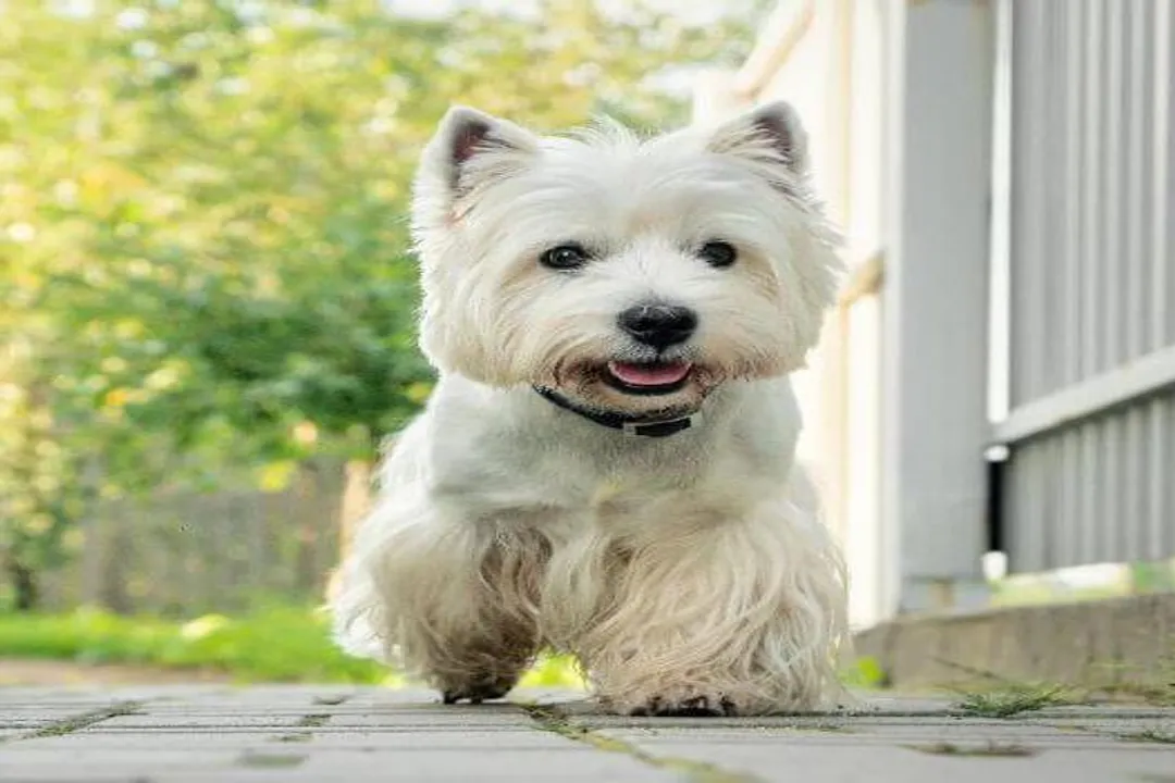West Highland Terrier Physical Characteristics, Size Stature