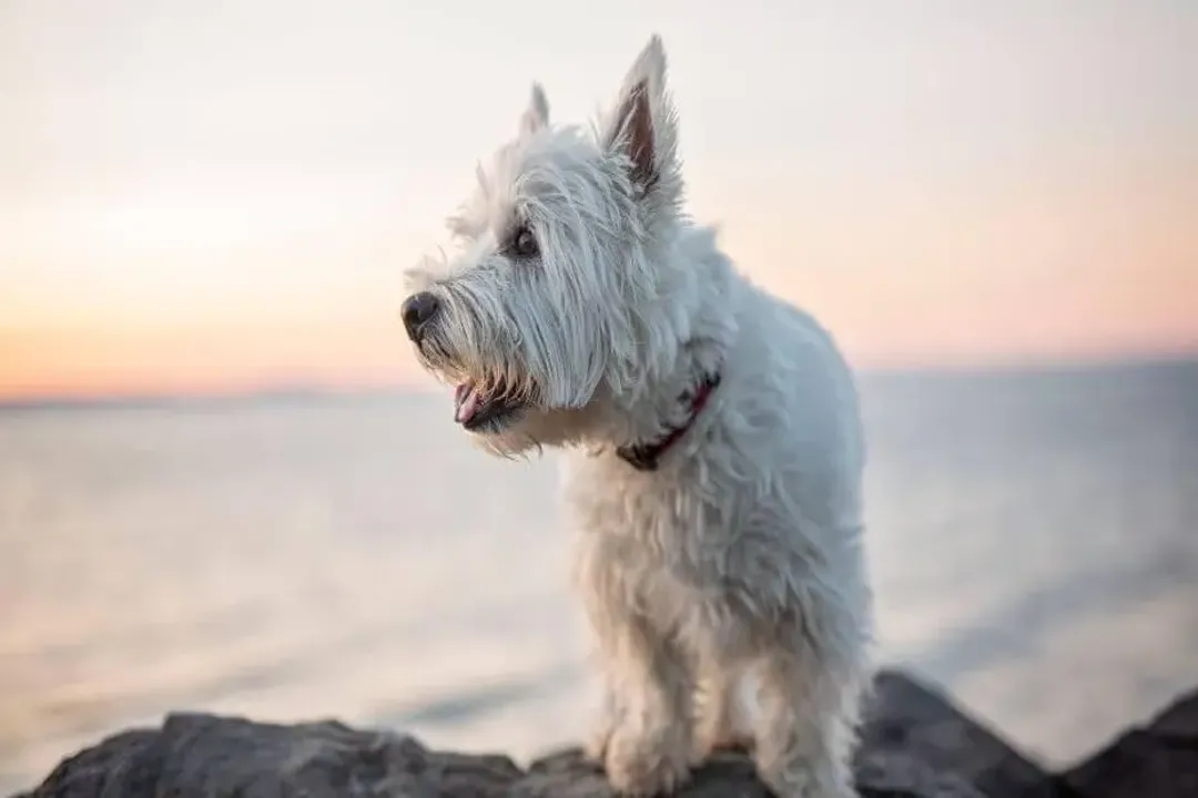 West Highland Terrier Physical Characteristics, Head Features