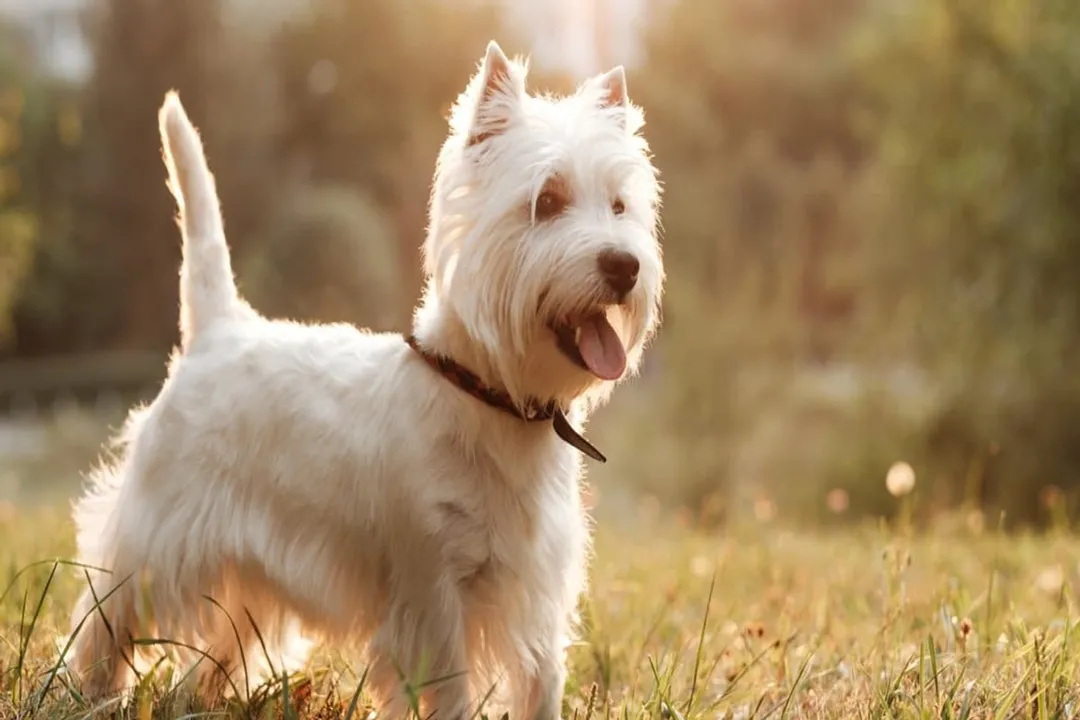 West Highland Terrier Scientific Classification, Mammalian Traits