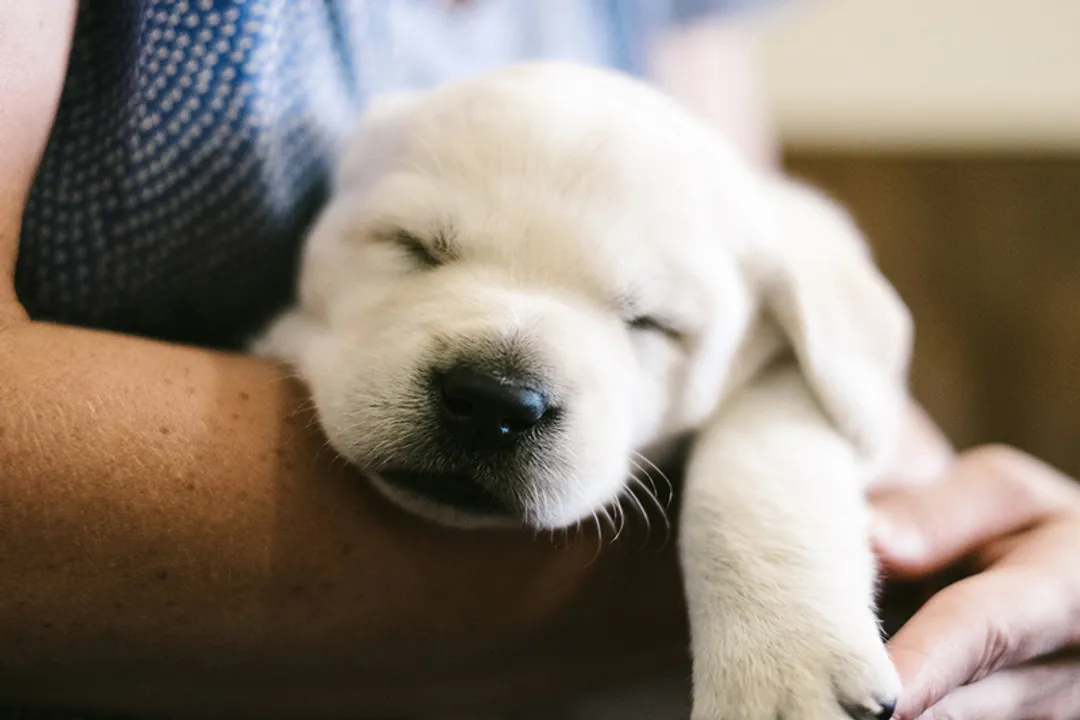 West Highland Terrier Scientific Classification, Animal Kingdom