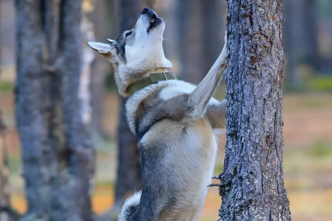 West Siberian Laika Evolution, Geographic Origins