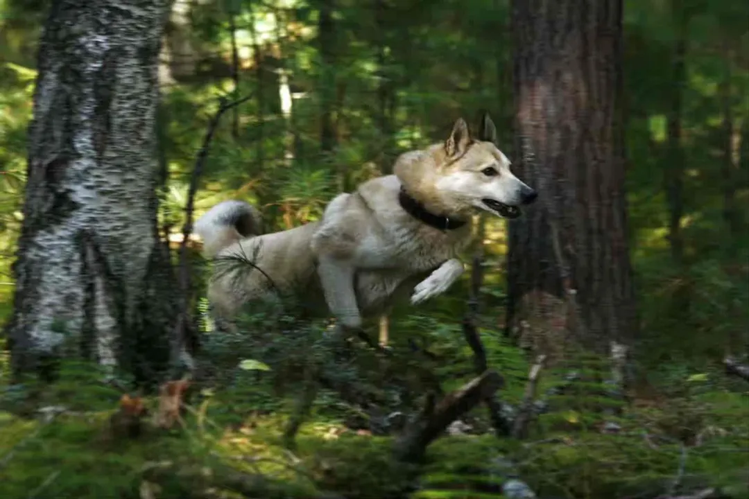 West Siberian Laika Facts, Independent Spirit