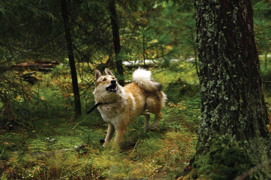 West Siberian Laika Physical Characteristics, Limbs and Movement