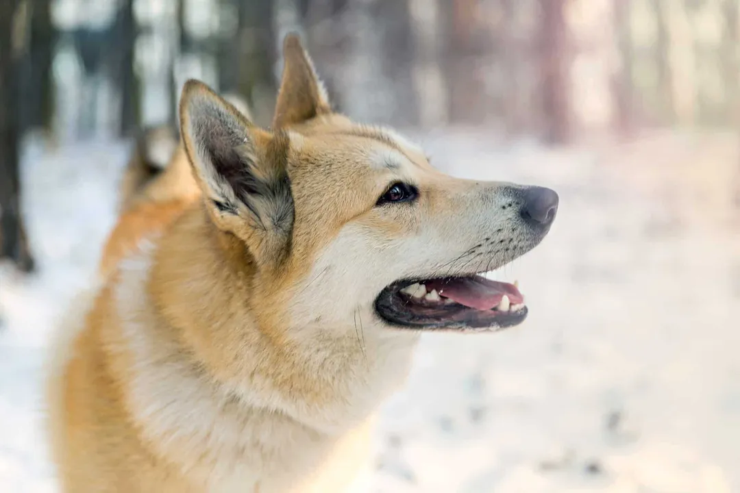 West Siberian Laika Scientific Classification, Animal Kingdom