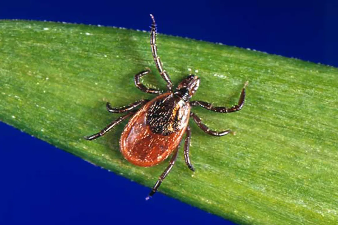 Western Blacklegged Tick Diet