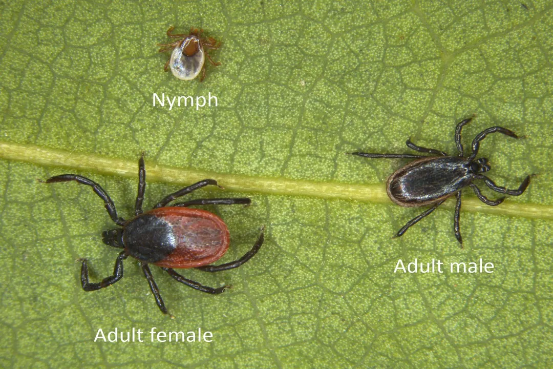Western Blacklegged Tick Evolution