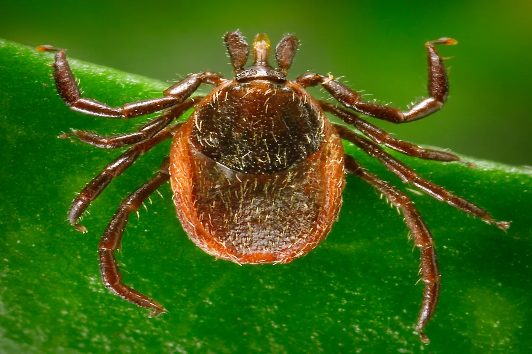 Western Blacklegged Tick Evolution, Phylogenetic Context