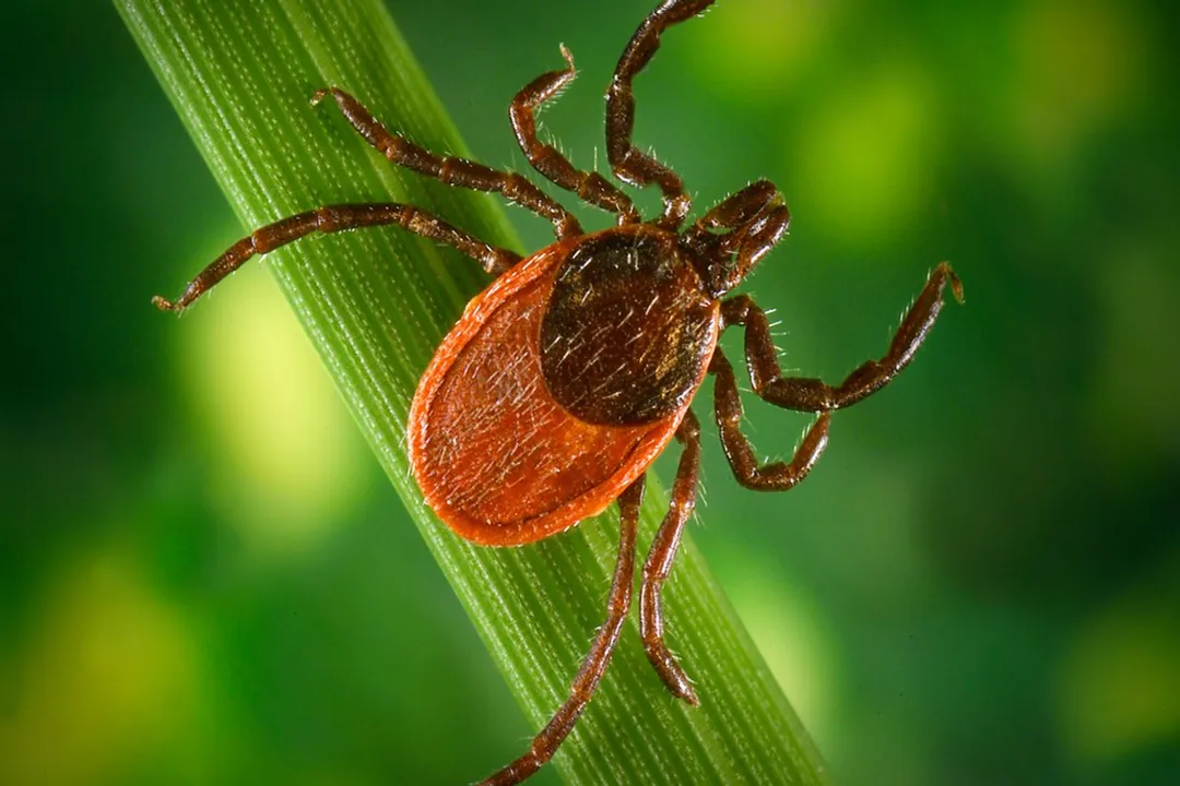 Western Blacklegged Tick Facts