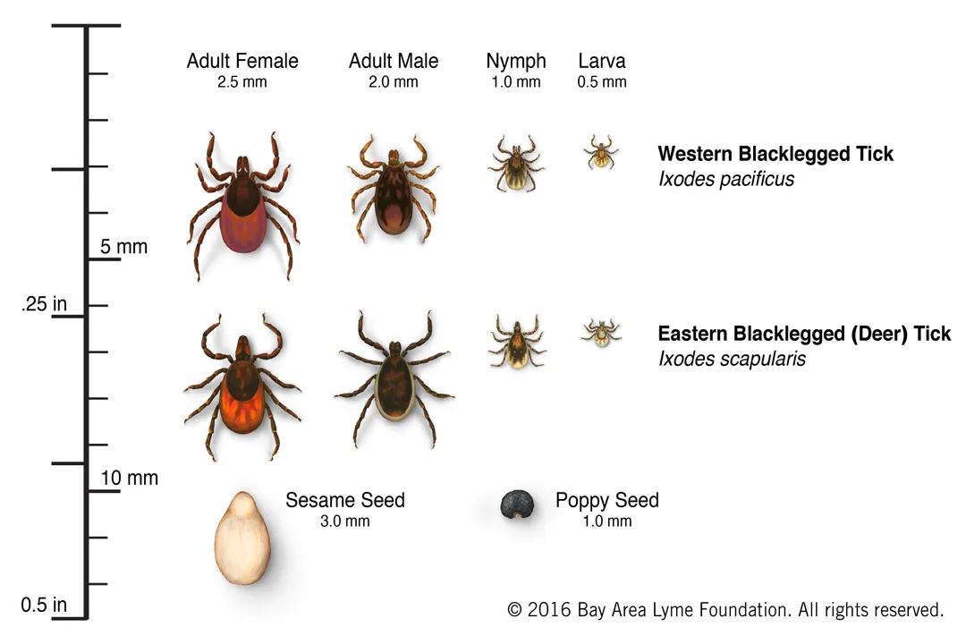 Western Blacklegged Tick Facts, Appearance